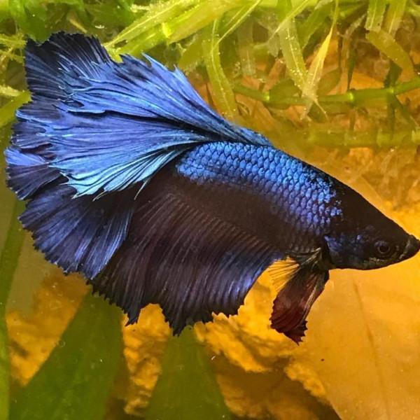 外國妹子救回一條顏色慘白的瀕死鬥魚，兩週後，奇蹟發生