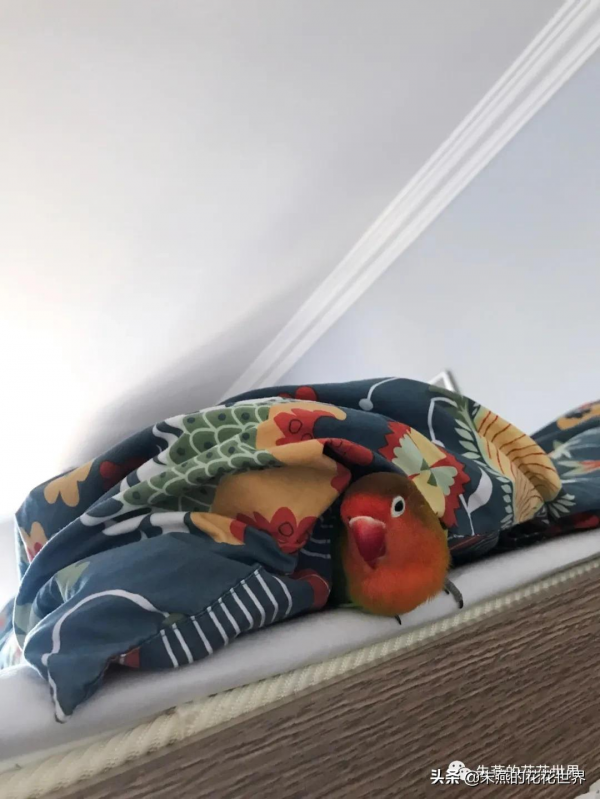 小鸚鵡朱十一的殞和小鸚鵡朱十二的歸