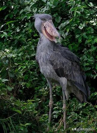 分享—奇特的動物(一) 分享—奇特的動物(一)