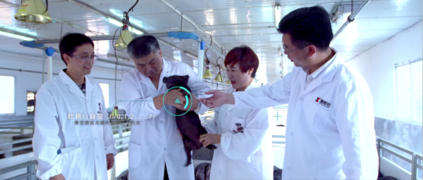 打好土豬翻身仗，&OpenCurlyDoubleQuote;湘村黑豬模式&rdquo;為什麼能行？