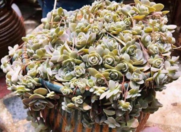 能耐寒的6種多肉，放外面“凍一凍”，色澤更鮮豔