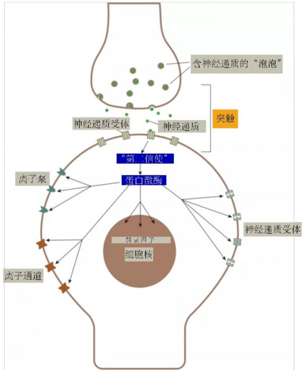 重磅長文 | 千禧年諾獎得主Paul Greengard與神經訊號傳遞（四）
