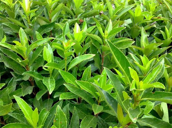 法國冬青植物非試管高效快繁技術繁殖法國冬青