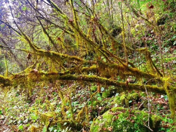 「鄧生溝」走進原始叢林·找尋秋的蹤跡 「鄧生溝」走進原始叢林·找尋秋的蹤跡