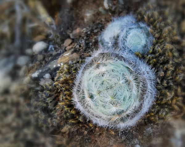 世界那麼大，多肉那麼美，我們一起去看看吧 | 南非多肉欣賞