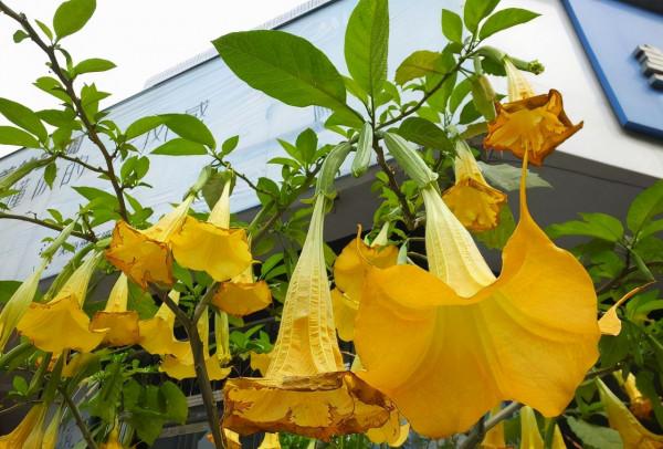 越漂亮的花越“有毒”！快來認識這12種大毒花，漲“知識”不吃虧