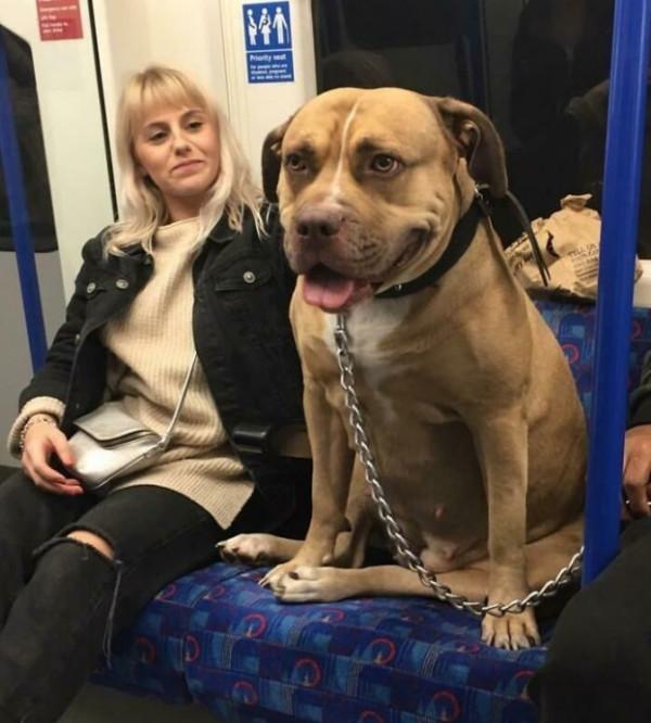 21只「以為自己是小狗」的巨大汪星人