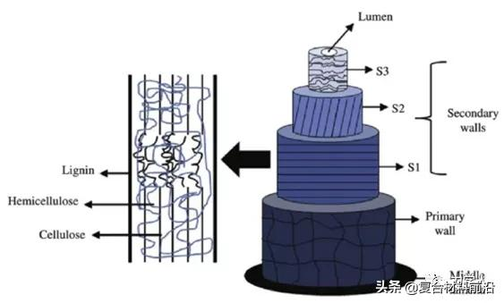 同濟大學李巖教授團隊：多層級植物纖維增強複合材料高效能化