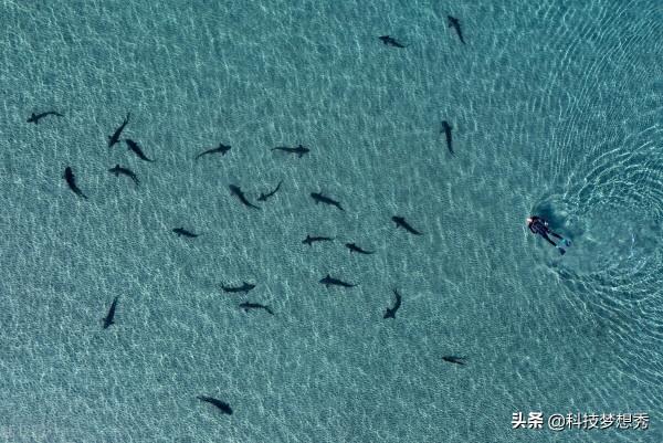 美國攝影師游泳偶遇鯊魚 航拍相機捕捉和諧畫面