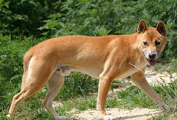 澳洲野犬：一種長得像大黃的“野狗”