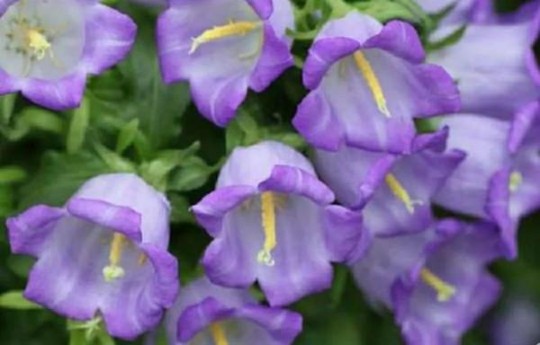 鈴兒響叮噹，迷你三胞胎：風鈴草，鈴蘭，鈴鐺花。你能分清嗎？