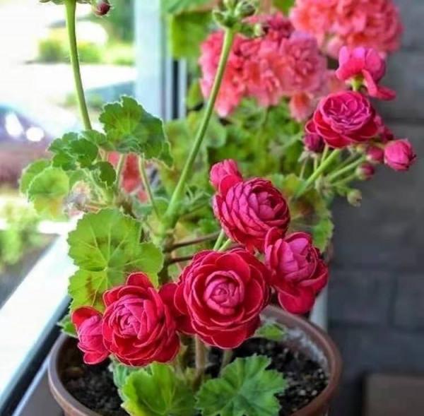 7種花,花期超過大半年,冬天室內依舊綻放 7種花,花期超過大半年,冬天室內依舊綻放