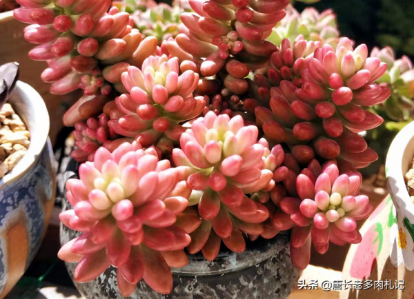 溫度4-20℃多肉露養上色快,不過我們要注意4點,以免多肉出問題 溫度4-20℃多肉露養上色快,不過我們要注意4點,以免多肉出問題