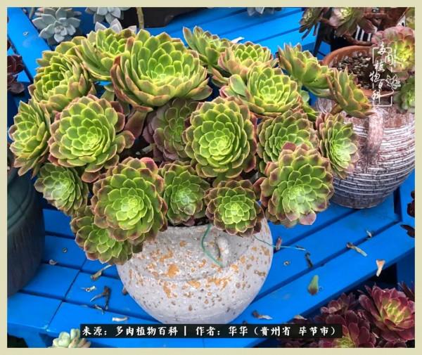 我的造園之夢：鮮花、多肉、錦鯉，這才是樓頂花園該有的樣子