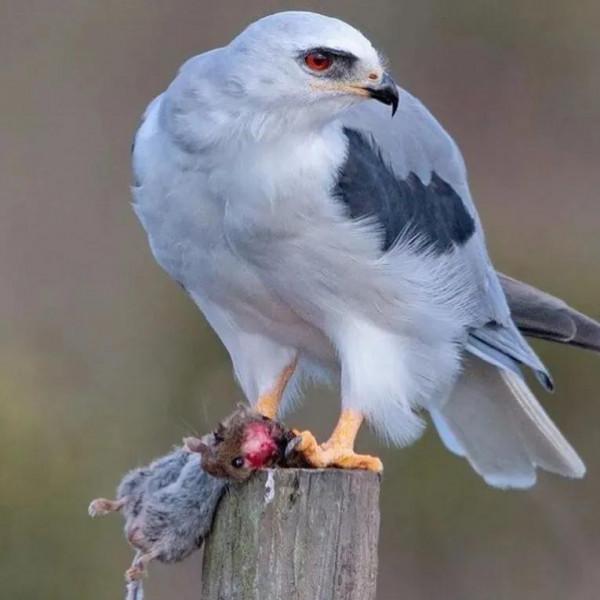 動物界中的龐然大物抓拍,都是動物界中的扛把子,無比壯觀震撼 動物界中的龐然大物抓拍,都是動物界中的扛把子,無比壯觀震撼