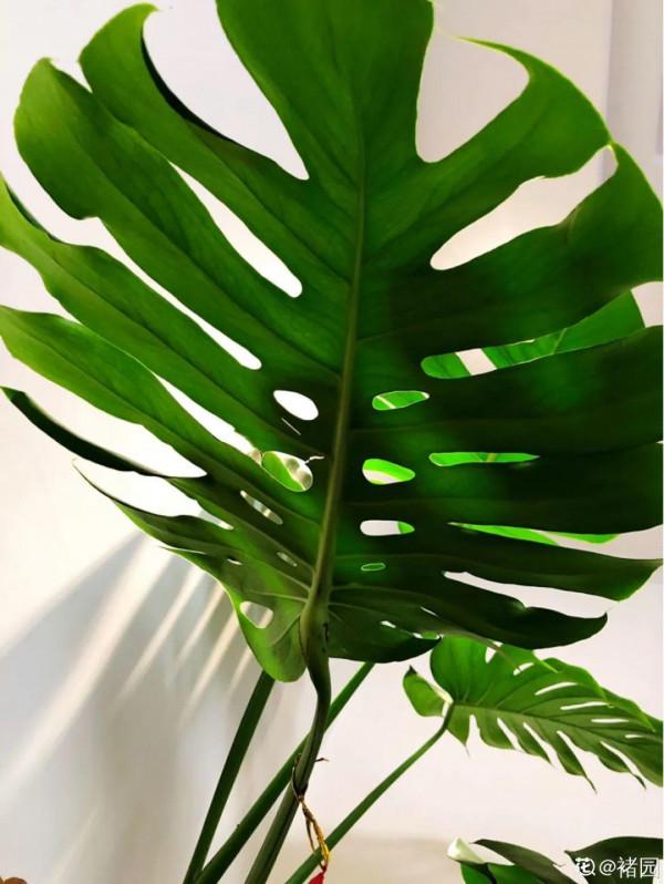 大葉子耐陰花，室內一定養，葉子比臉大，真涼快