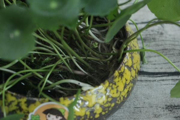 最愛水的銅錢草,水培和土培哪個更好養? 最愛水的銅錢草,水培和土培哪個更好養?