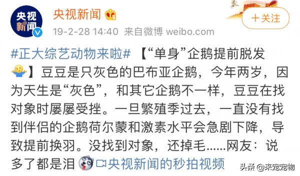 原來企鵝也會因為醜而單身，單身五年的企鵝終於脫單了