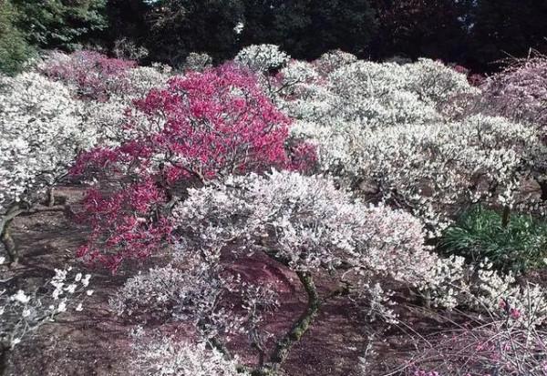 百花齊放的屍魂界,說說《死神》漫畫中以“植物”來命名的斬魄刀 百花齊放的屍魂界,說說《死神》漫畫中以“植物”來命名的斬魄刀