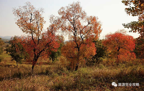 湖北十大秋季旅遊好去處-大悟北山村-烏桕紅葉