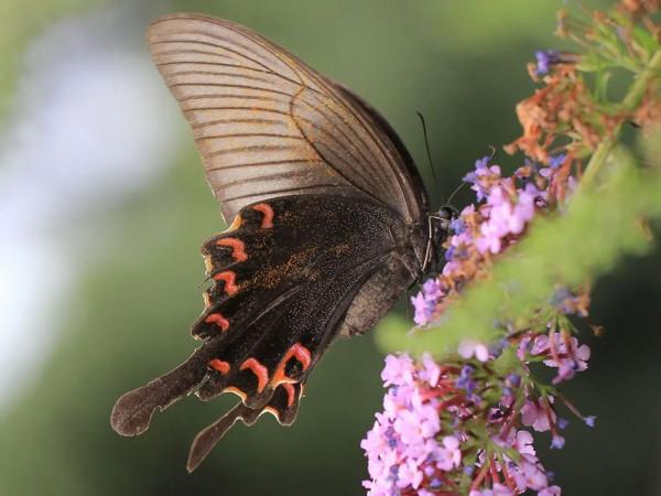 【探索】又到賞蝶季,你知道上海的常見本土蝴蝶有哪些嗎?奉上攻略→ 【探索】又到賞蝶季,你知道上海的常見本土蝴蝶有哪些嗎?奉上攻略→