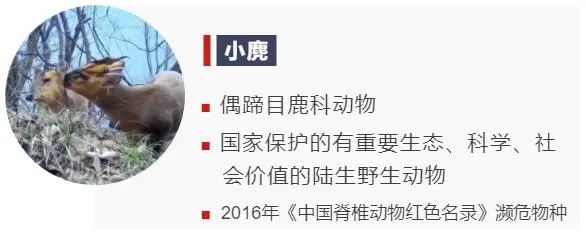 動物們的溫情瞬間,你被哪個所打動? 動物們的溫情瞬間,你被哪個所打動?