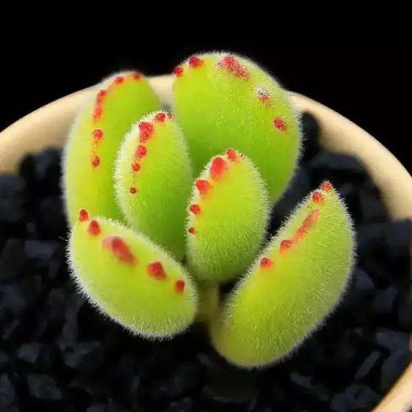 美好的生活，美麗的多肉