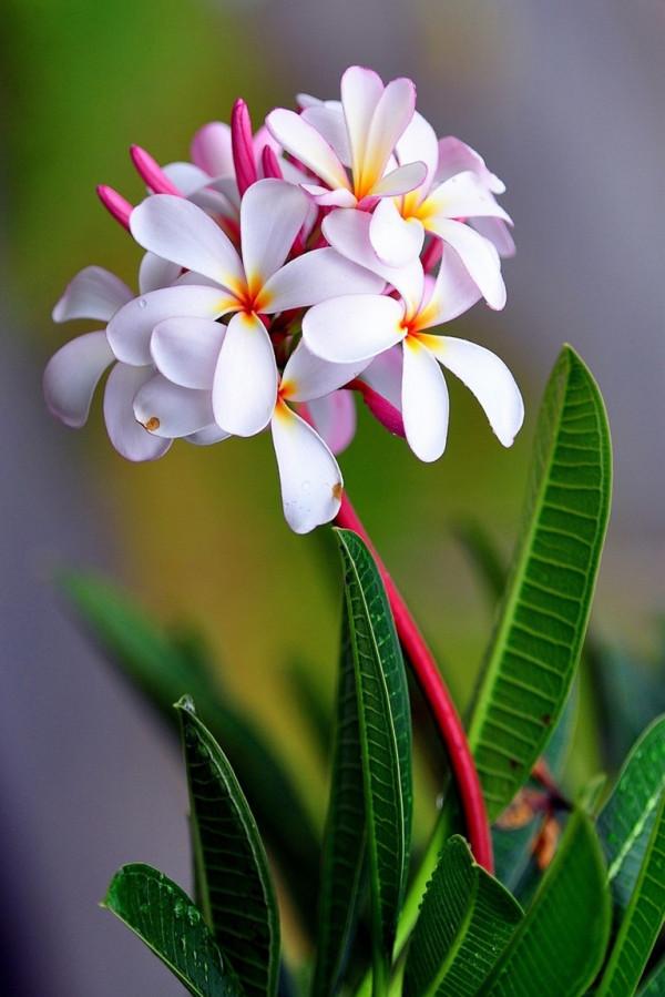 這些花名字不好聽,卻是神仙顏值!網友:真的被名字耽誤了一生 這些花名字不好聽,卻是神仙顏值!網友:真的被名字耽誤了一生