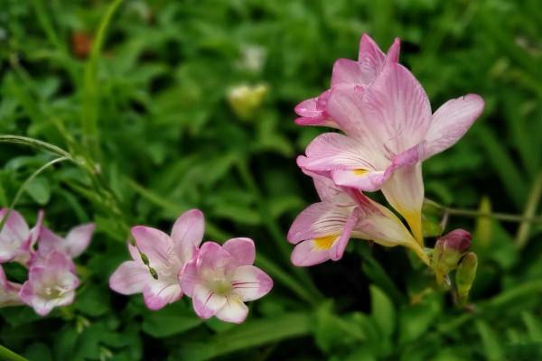 12種對應的“生日花”，根據你的出生月，能找到屬於自己的幸運花