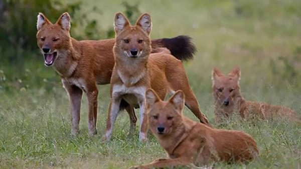 獵犬賽虎之死 獵犬賽虎之死