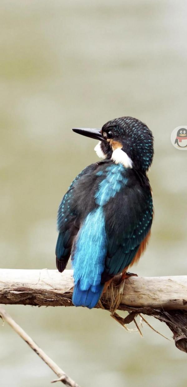 看看遼寧的野生鳥類 看看遼寧的野生鳥類