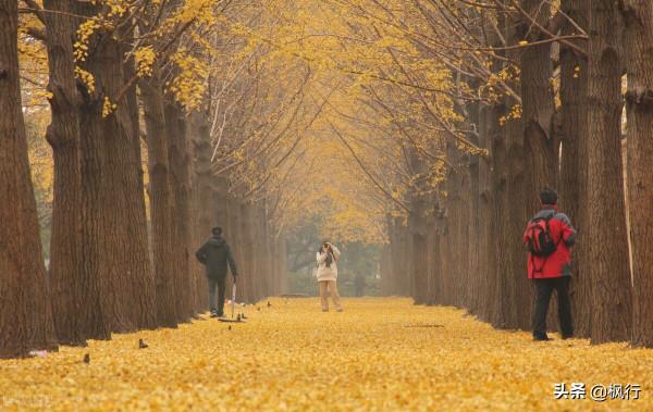 再有半個月，北京將迎來最美的季節，12個銀杏寶藏地，附機位攻略