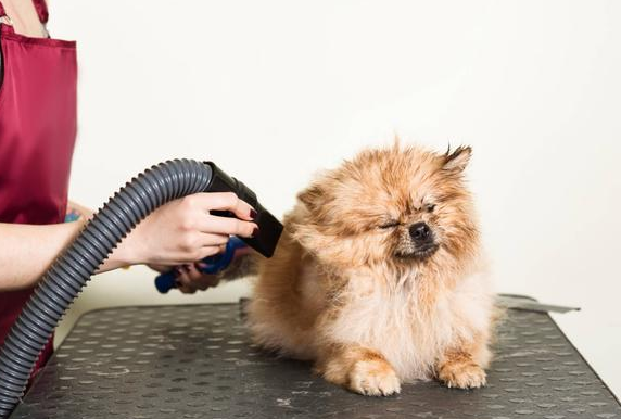 你必須知道的秋季寵物預防各類疾病的良方 你必須知道的秋季寵物預防各類疾病的良方