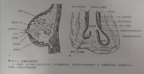 PET/CT病例（3）：別因害羞不願就診而延誤診斷——青年乳腺癌