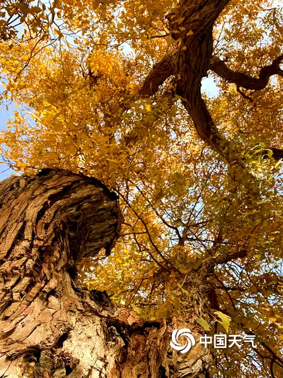 新疆胡楊迎來最佳觀賞期 滿目金黃