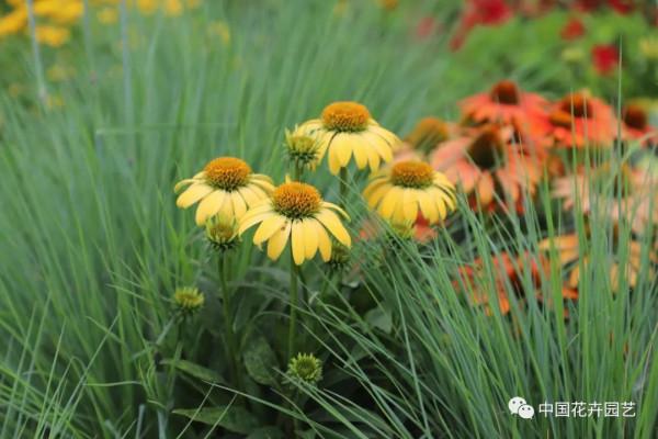 松果菊“波利綵球”極具市場潛力與競爭力 | 新品