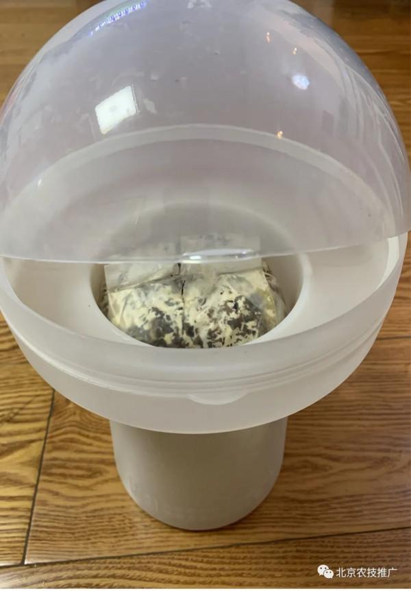 孩子放假了,在家養蘑菇試試? 孩子放假了,在家養蘑菇試試?