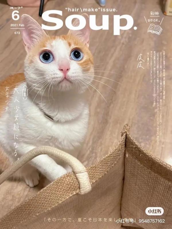 大橘擁有罕見瞳色，引發全網熱議：“全世界找不到第二隻！”