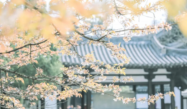 這是我今年的旅行計劃，想抄作業的一起來