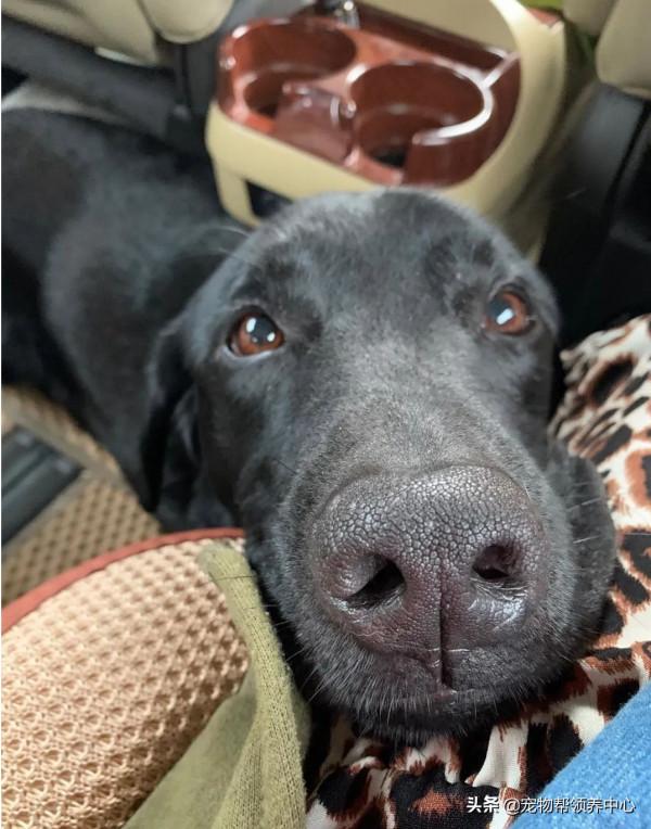 退休導盲犬竟還記得8年前的主人！主人哭了：“我真的太激動了”