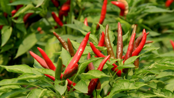 年紀大了有&OpenCurlyDoubleQuote;加齡臭&rdquo;？40歲之後做好4件事，或能緩解