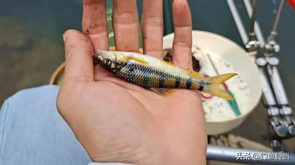 溪石斑，五寸長，對水質要求極高，如今上百元一斤，好吃又回味