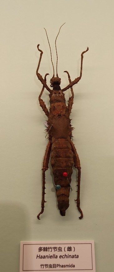北京自然博物館竹節蟲