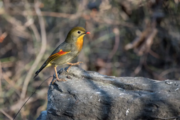 紅嘴相思鳥來北京植物園越冬