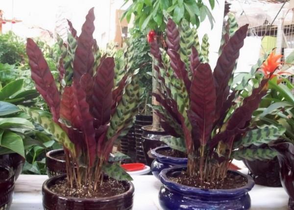 這4種花，30天不澆水，長得更“瘋狂”，被人稱為“懶人專屬”