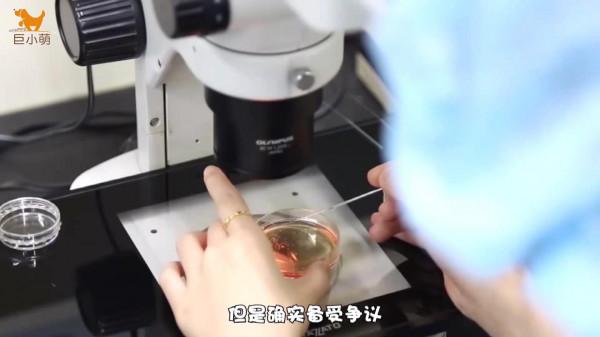 如果克隆狗能保留思想和性格,是不是能有雙倍快樂?來看真實案例 如果克隆狗能保留思想和性格,是不是能有雙倍快樂?來看真實案例