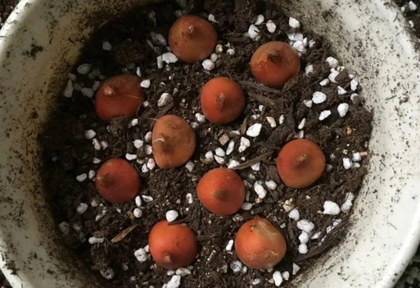 嫌棄養花難，不如就種鬱金香，沾土就活，花開時放屋裡可當薰香