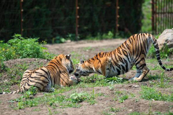 當年放養到非洲大草原的兩隻華南虎，它們後來怎麼樣了？