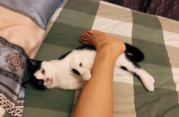 養了這些“不省心”的貓，休想過得舒坦，主人太難了