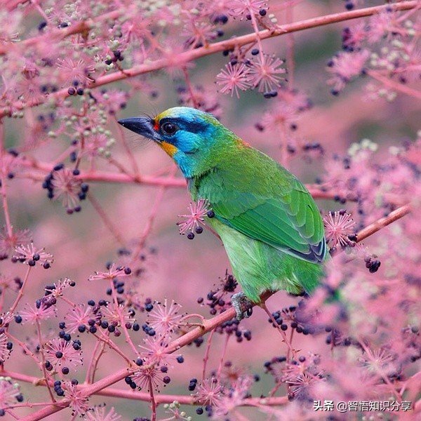 漂亮小鳥在等你欣賞，愛不釋手，萌得可愛
